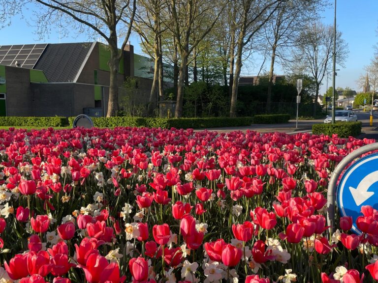 Resultaat bloembollen poten